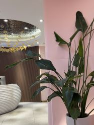 -MUSES专业脱毛比基尼サロン日式连锁