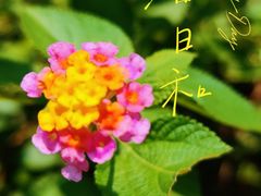 -青青世界
