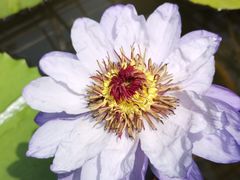 -北京植物园-展览温室