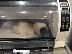 -伟伟宠物医院·CT影像中心·瑞派犬猫综合性门诊(汉口总院)