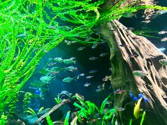 -上海海洋水族馆