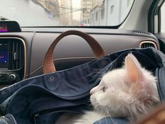 -纳吉亚猫专科动物诊疗中心(蒋宅口分院)