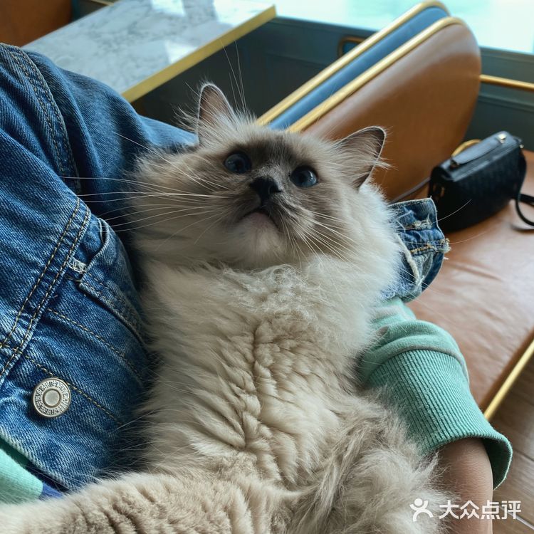 咖｜2只驼驼+27只猫猫的至尊服务