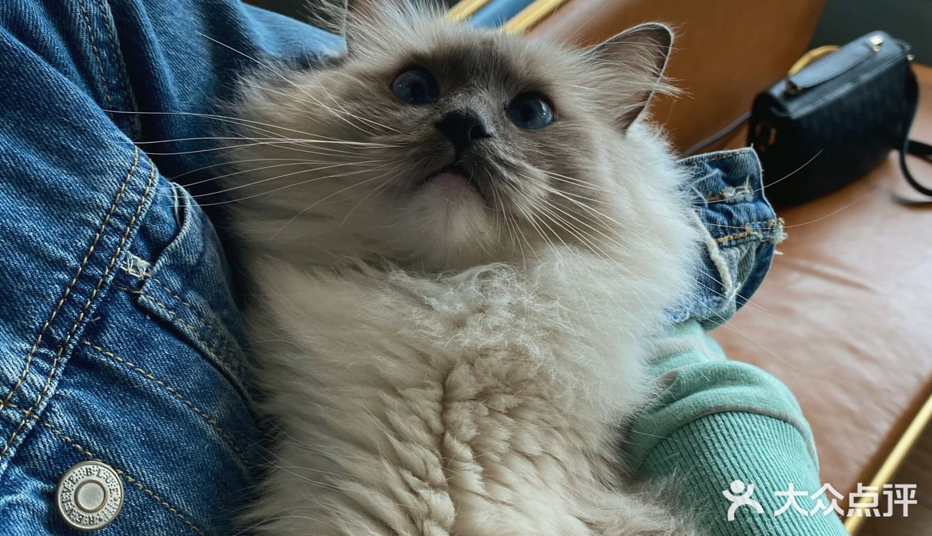 咖｜2只驼驼+27只猫猫的至尊服务