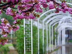 -石家庄市植物园