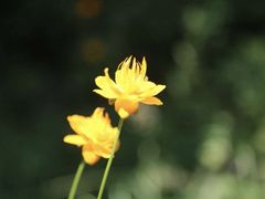 -小五台金河景区