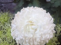 -祥源·阜阳生态乐园