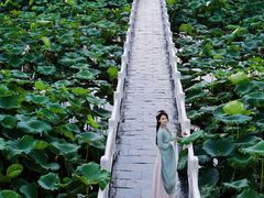 -荷花荡