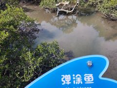 -北海金海湾红树林生态旅游区