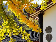 -千年银杏谷文化旅游区