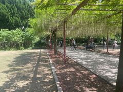 -嘉定紫藤园