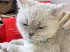 -怪兽屋·羊驼·猫咖·狗咖(俊华广场店)