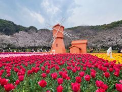 -苏州上方山国家森林公园
