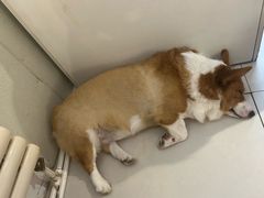 -平行世界·猫咖(首经贸店)