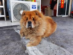 -小龙大肉面馆