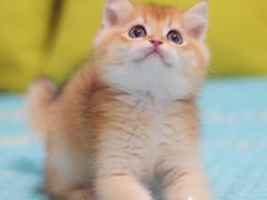 -Bastet sally猫舍购宠(静安店)