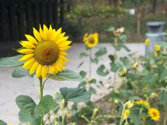 -昆山城市生态森林公园