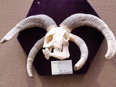 -陕西自然博物馆