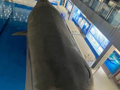 -上海海洋大学鱼文化博物馆(军工路校区)