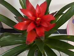 -花鸟鱼虫鲜花绿植市场(玉泉路店)