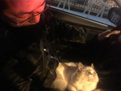 -Bastet sally猫舍购宠(静安店)