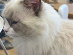 -有喵·猫咖·狗咖·30几只猫10只小狗(岗厦店)