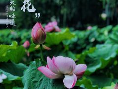 -陈家山荷花公园