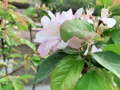 -海棠花溪(元大都城垣遗址公园)