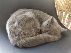 -平行世界·猫咖(首经贸店)