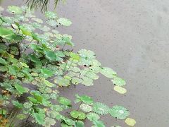 -上海怡沁园度假酒店