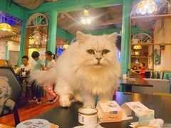 -猫小院猫主题咖啡厅(北锣店)