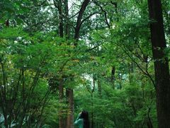 -南山植物园