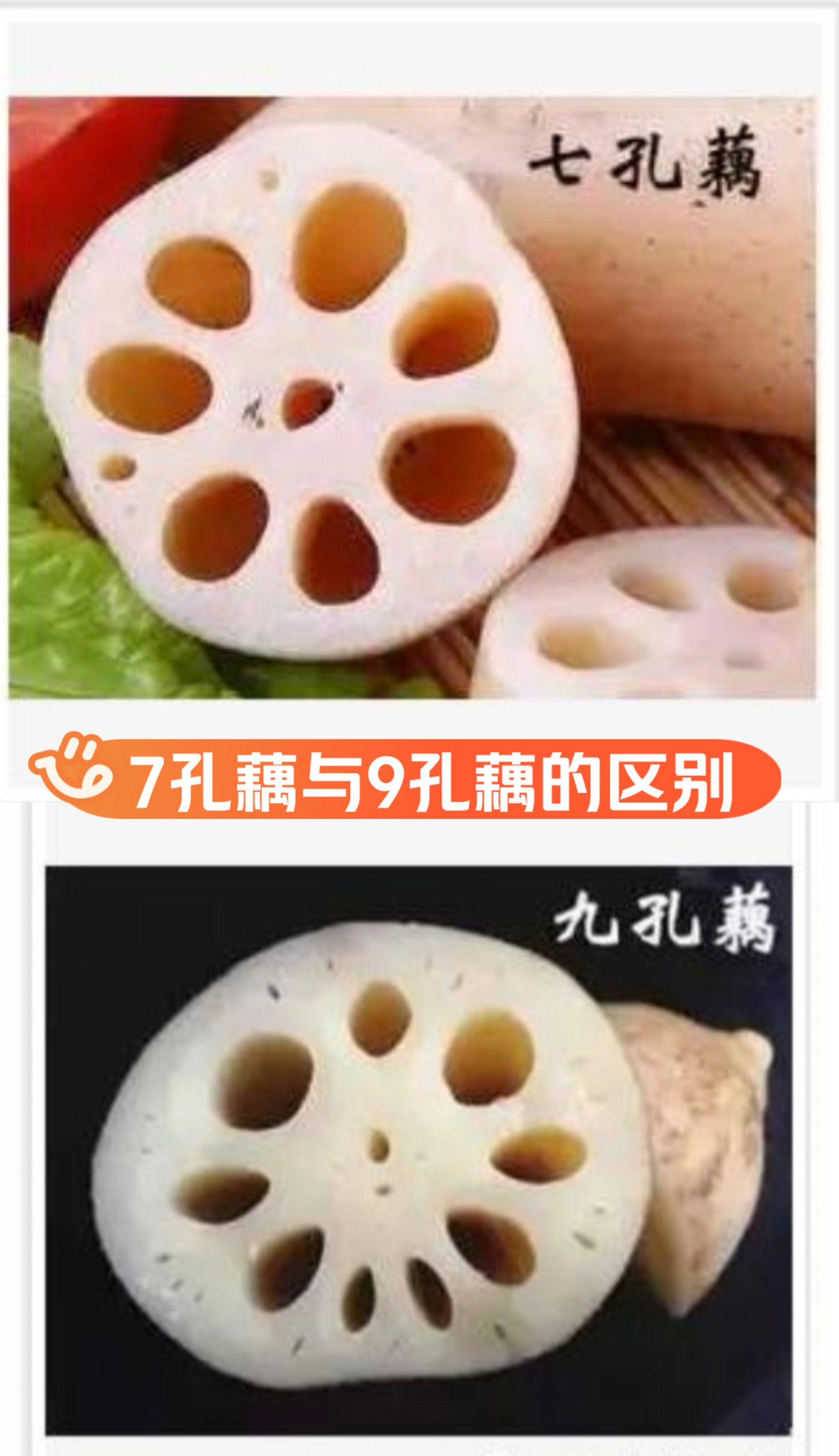 7孔藕和9孔藕谁更脆