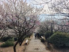 -香雪海