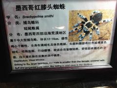 -上海大自然野生昆虫馆(东方明珠·爬宠昆虫探索中心)