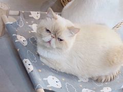 -Heymao猫咖.咖啡厅(东门店)