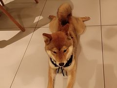 -柴务处·柴犬主题狗咖