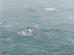 -广东惠东海龟国家级自然保护区