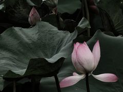 -荔湾湖公园