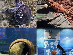 -顺德南宏海立方海洋公园