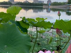 -莲花池公园