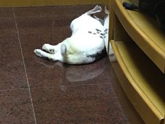 -美美宠物诊疗中心·异宠·骨科(滨江东信分院)