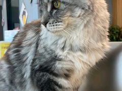 -御宝贝·A梦猫科宠物医院(国际猫友好医院)