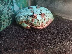 -上海大自然野生昆虫馆