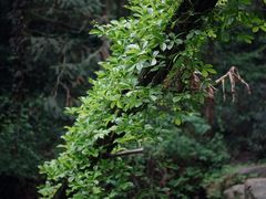 -素山寺森林公园