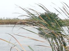 -盐城丹顶鹤湿地生态旅游区