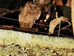 -清迈夜间动物园