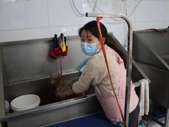 -利又安动物医院··老年病·猫科犬科·中兽医