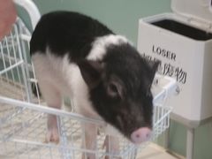 -怪兽屋·羊驼·猫咖·狗咖(俊华广场店)