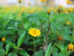 集美学村-集美学村